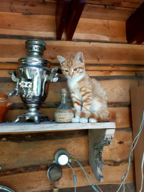 Василий, на фото в возрасте 3,5 мес. с. Белогорье