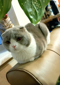 Феликс, 2 года