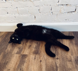 Сажик, 2 года. г. Благовещенск