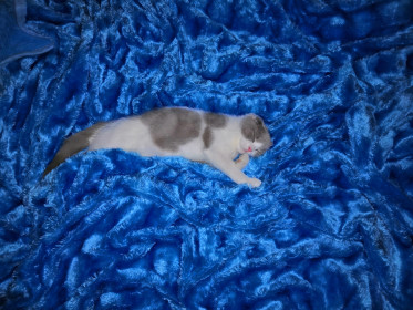 Феликс, 2 года