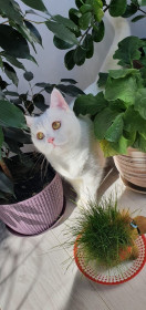 Лиса, 3 года