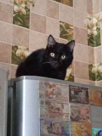 Кузя, 2,5 года. c. Варваровка