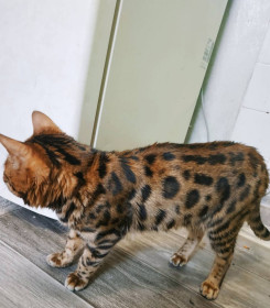 Чайзер, 3 года, г. Хабаровск