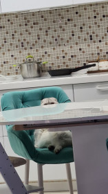 Марсель, 1,5 года. 6 кг. г. Благовещенск