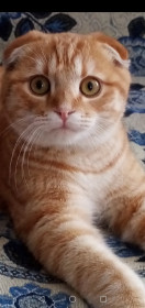 Василий, 3 кг. с. Лермонтовка, Тамбовский район