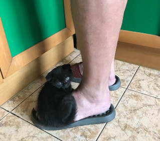 Лилу, на момент фото 2 месяца