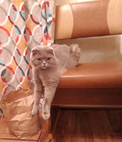 Боня, 4 года, 4 кг. с. Белогорье