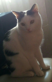 Масик, 4 года, 4,5 кг. г. Благовещенск