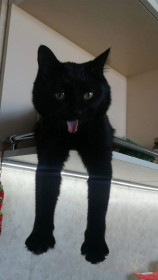 Котя, 2 года, 3 кг. г. Благовещенск