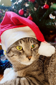 Гога, 8 лет, 4 кг. г. Благовещенск