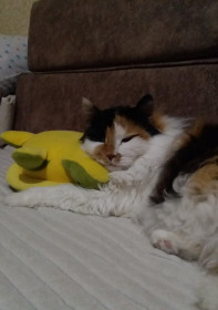 Соня, 15 лет, 3 кг. г. Благовещенск