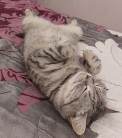 Шуня, 2 года. г. Тында