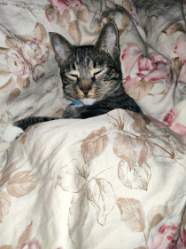 Мила, 1,5 года. г. Свободный