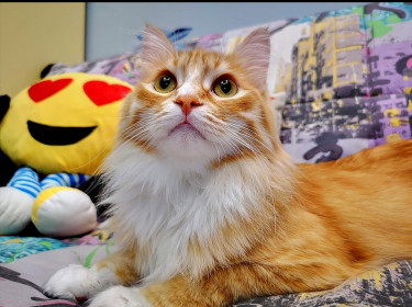 Рыжик, 6 лет, 5 кг. г. Благовещенск