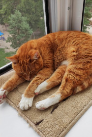 Муслим, 17 лет, 9 кг. с. Белогорье