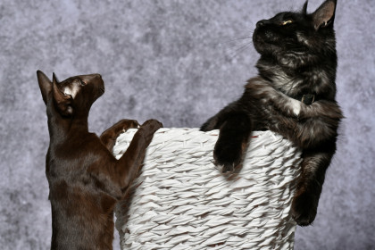 Вольт, или Воланд (2 года, 8 кг) и Марго, или МаргоЗита (8 мес., 2,5 кг). с. Соловьевск