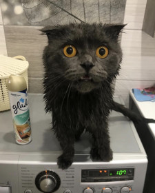 Дым, 4 года, 4 кг. г. Благовещенск