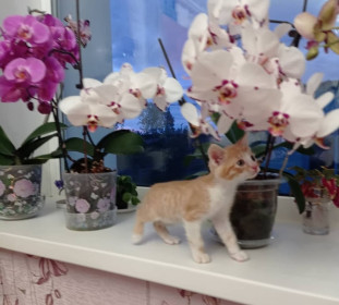 Липунюшка, на фото в возрасте 2 месяцев