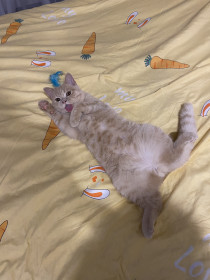 Персик, 9 месяцев