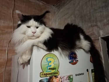 Шерхан, по-домашнему — Директор, 2 года. г. Зея