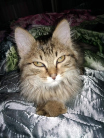 Буся, 4 года, г.Тында