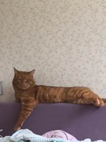 Персик, 13 лет, 5 кг. г. Благовещенск