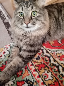 Петя, 2,5 года