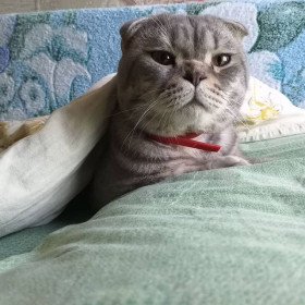 Саймон, 4 года. п. Пионерский