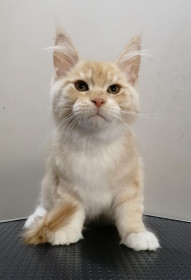 Сальвадор, 3 месяца, с. Невер