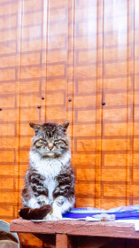 Малыш, 5 лет. с. Волково