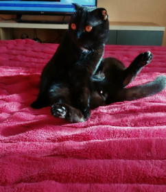 Яндекс, 3 года. г. Благовещенск