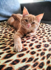 Рекс, 4 мес. г. Зея