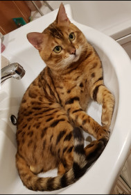 Ричард, 4 года, 5 кг. пгт Прогресс