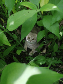 Тоша, 9 мес., 1 кг. пгт Уруша, Сковородинский район