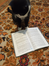 Василиса, 6 лет, 2,5 кг. пгт Уруша, Сковородинский район