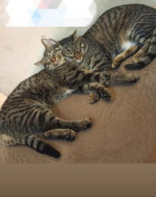 Чук и Гек, 1,5 года, 5 и 6 кг. г. Благовещенск