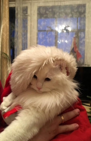 Мурза, 4,5 кг. 6 лет, г. Москва