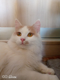 Павлик, 11 мес. г. Белогорск