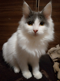 Эля, 6 месяцев. г. Белогорск