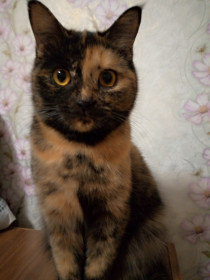 Полли, 2 года. г. Белогорск