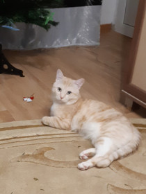 Мурзик, 1,5 года. г. Сковородино