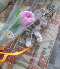 Топтыжка, 10 лет, 6 кг. с. Раздольное