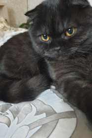 Зевс, 1 год, 4 кг. с. Малиновка, Амурская область