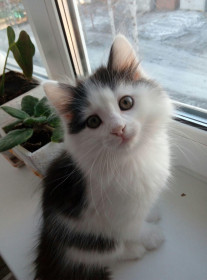 Маша, 2,5 месяца, 0,5 кг. г. Завитинск