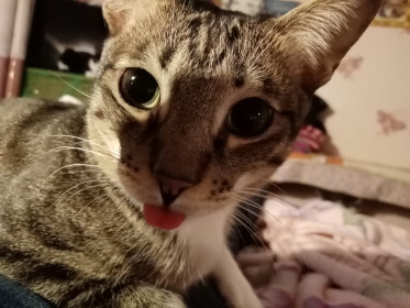 Васька, 6,5 кг