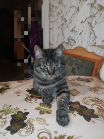 Филя, 4 года, 3 кг. г. Сковородино