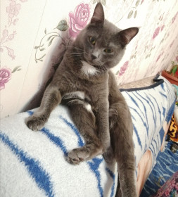 Сумрак, 4,5 кг. г. Сковородино