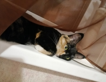 Симка, 3 кг. г. Сковородино