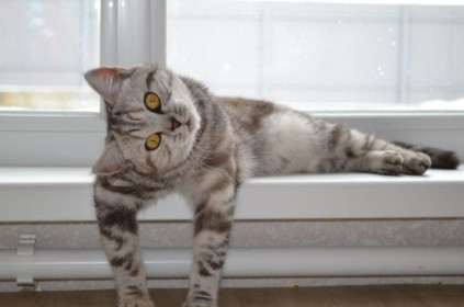 Молли, 8 месяцев, 2,8 кг. с.Чигири.