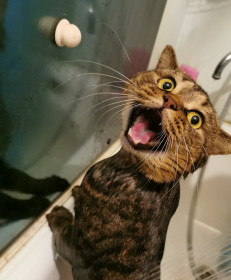 Элвин, 6 лет, 6 кг. с. Чигири